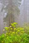 USA, California. Del Norte Redwoods State Park springtime with redwoods and rhododendrons Art Print